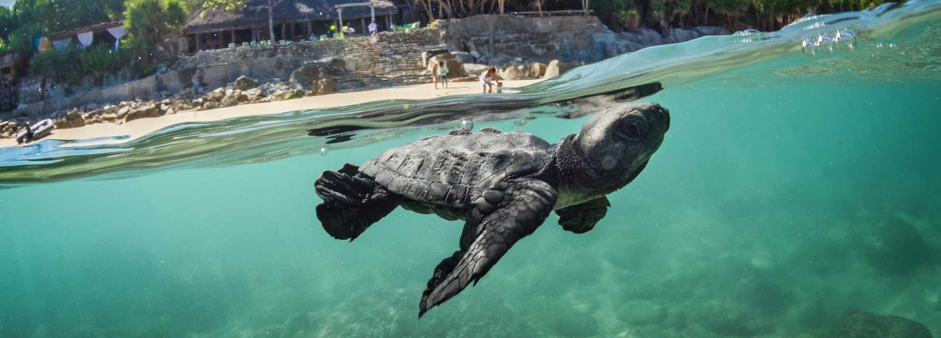 Ein Schildkrötenbaby Unterwasser.