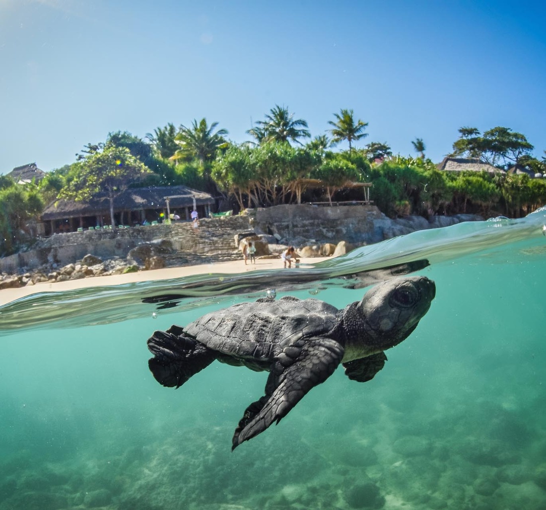 Ein Schildkrötenbaby Unterwasser.