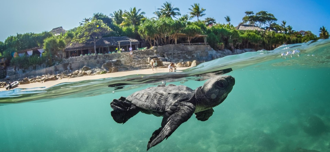 Ein Schildkrötenbaby Unterwasser.