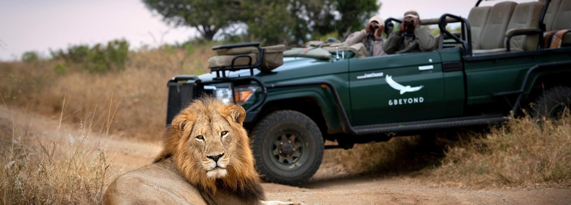 Zwei Männer in einem Jeep beobachten einen Löwen der vor ihnen liegt.