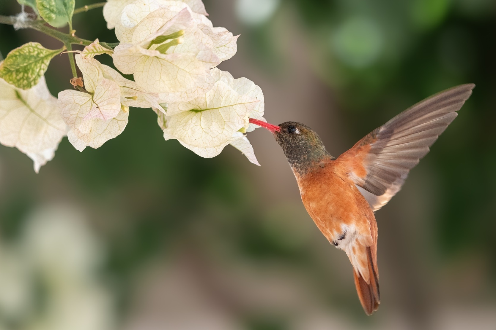Hummingbird in Peru während einer Kreuzfahrt mit HX Expeditions