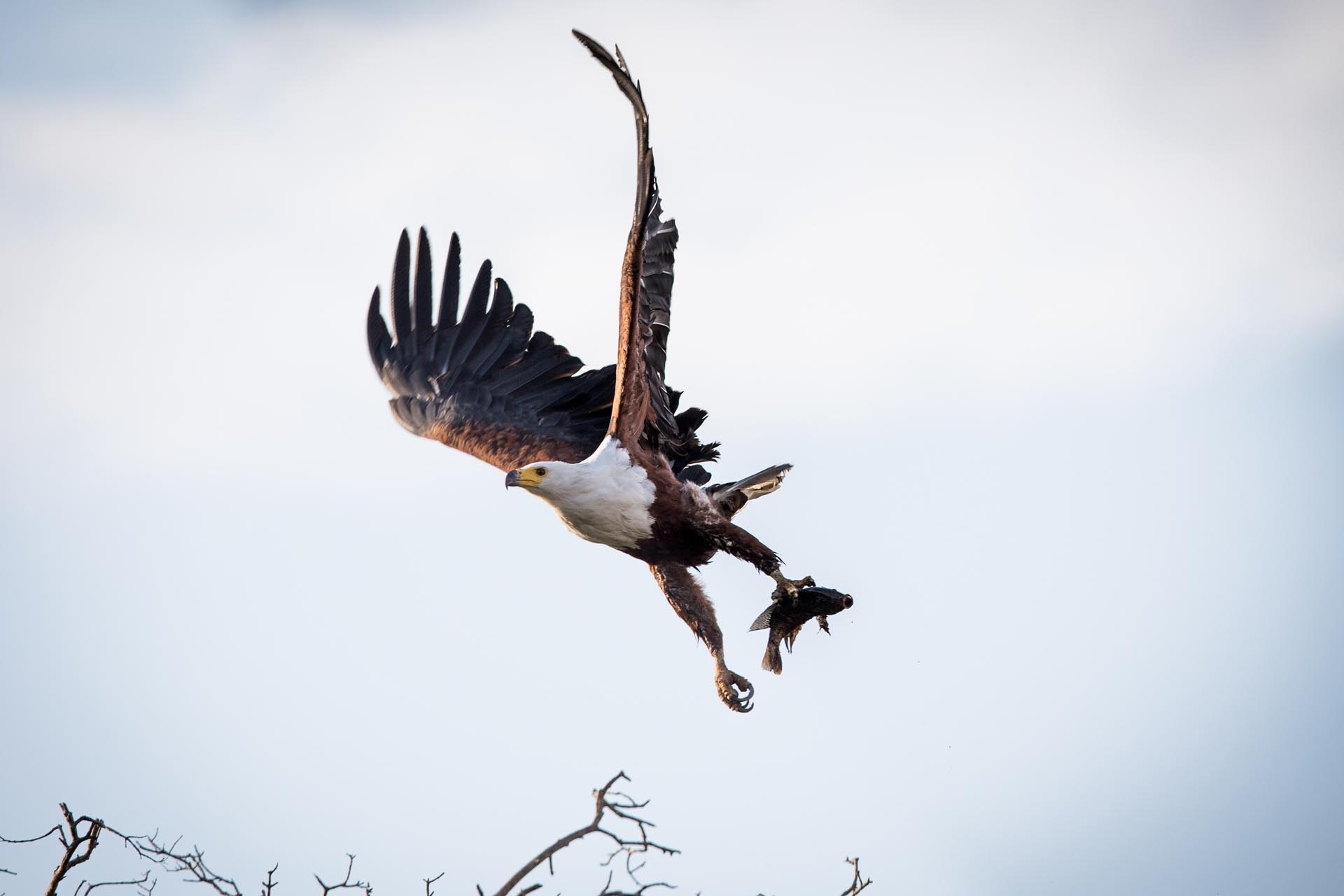 Ein Adler in der Luft.