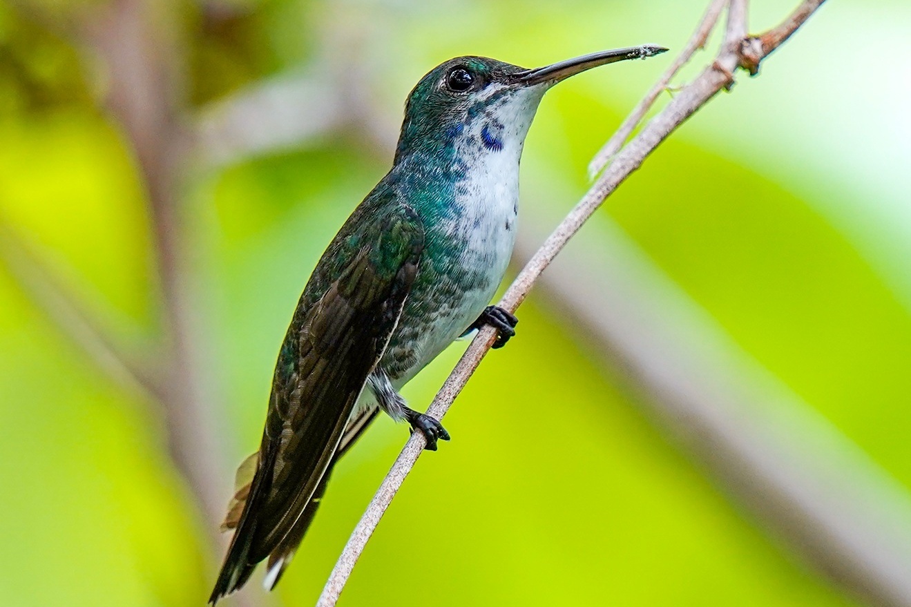 Colibri auf einem Ast in Panama
