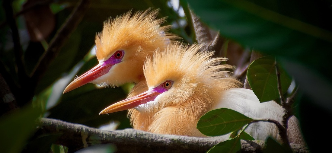 Zwei Kuhreiher umgeben von grünen Pflanzen. 