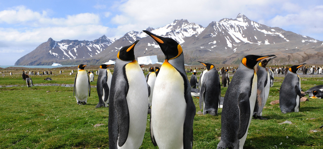Pinguine auf einer Wiese.