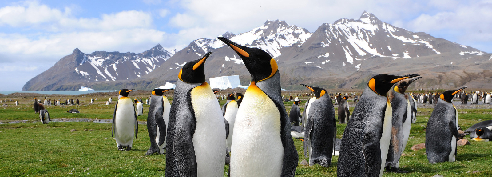 Pinguine auf einer Wiese.