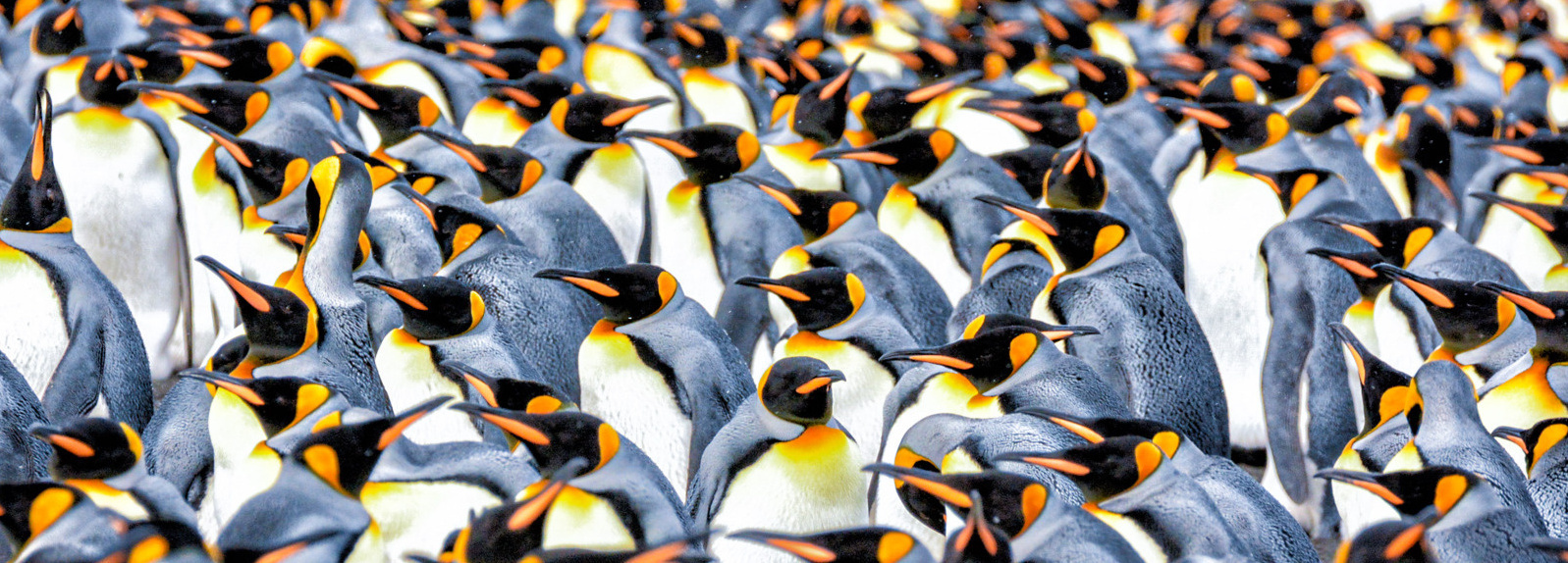 Pinguine in der Antarktis.