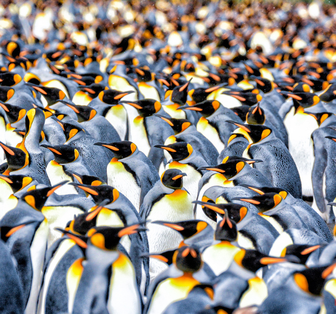 Pinguine in der Antarktis.