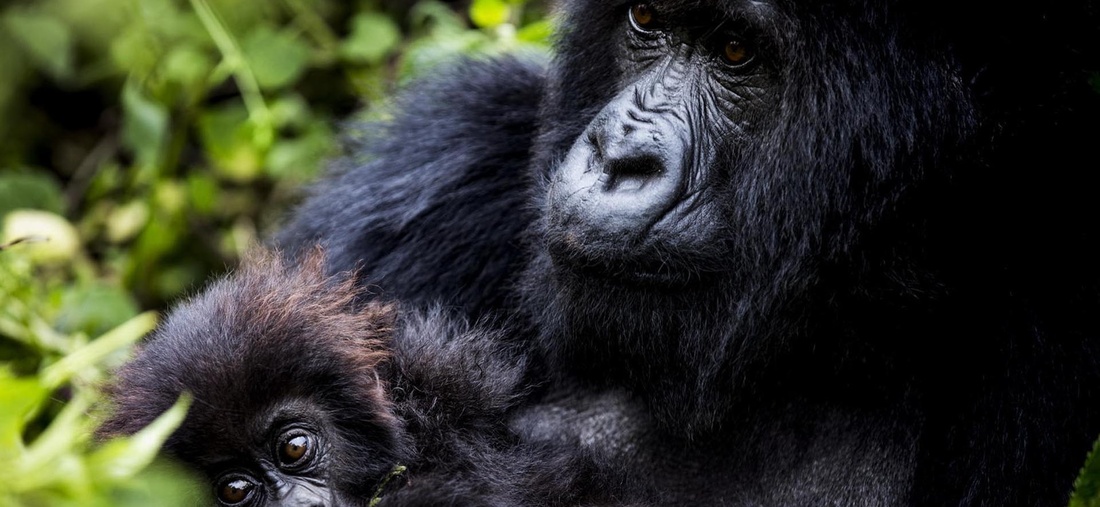 Ein Gorilla und ein Gorillababy.