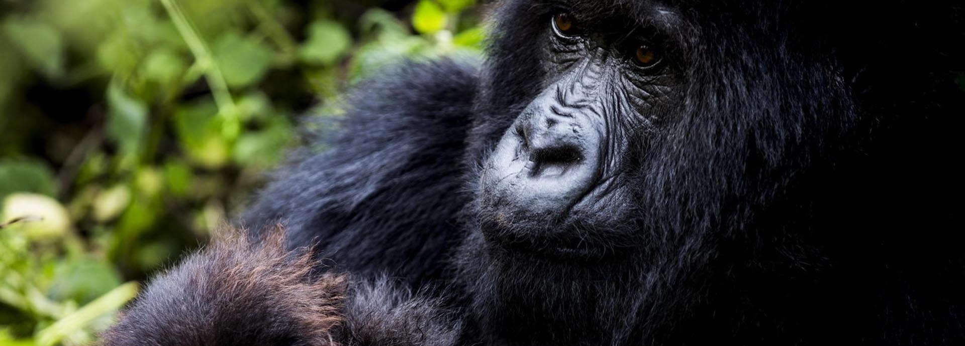 Ein Gorilla und ein Gorillababy.