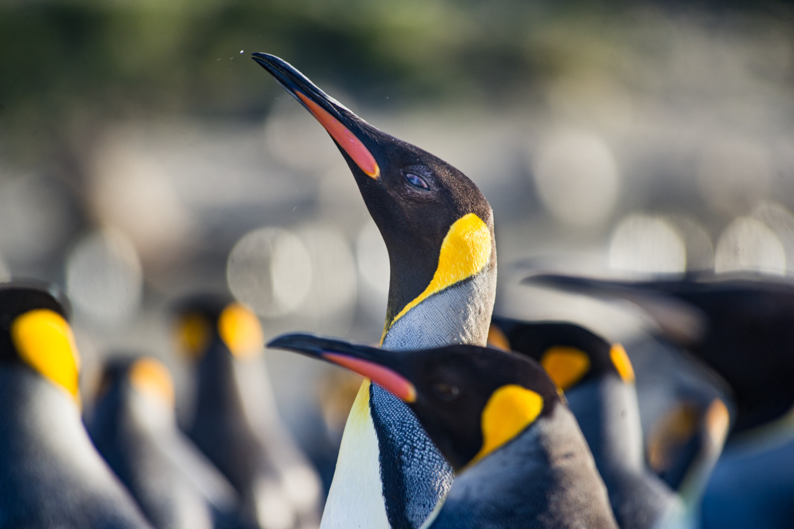 Nahaufnahme von einem Pinguin.