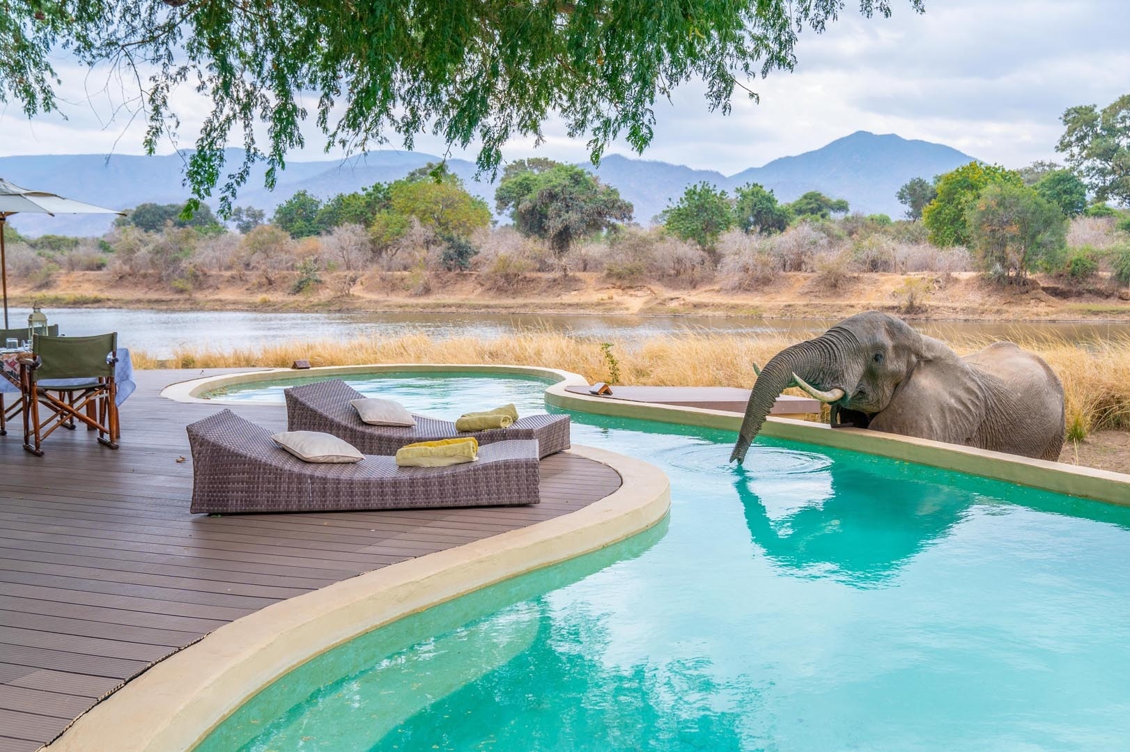 Ein Elefant trinkt aus einem Pool.
