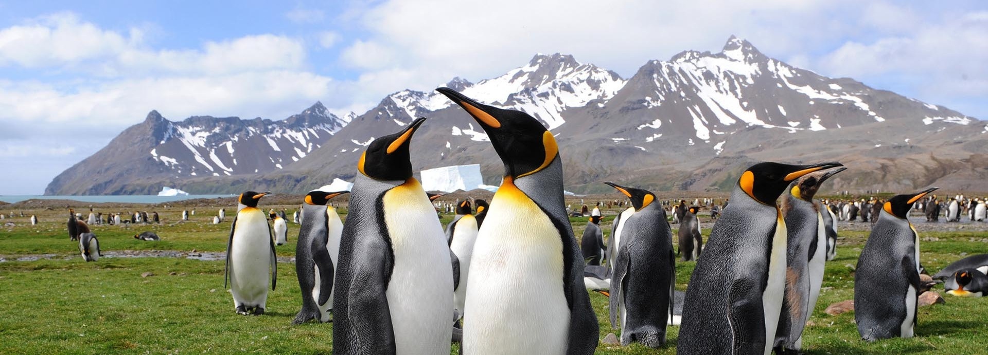 Viele Pinguine auf einer Wiese.