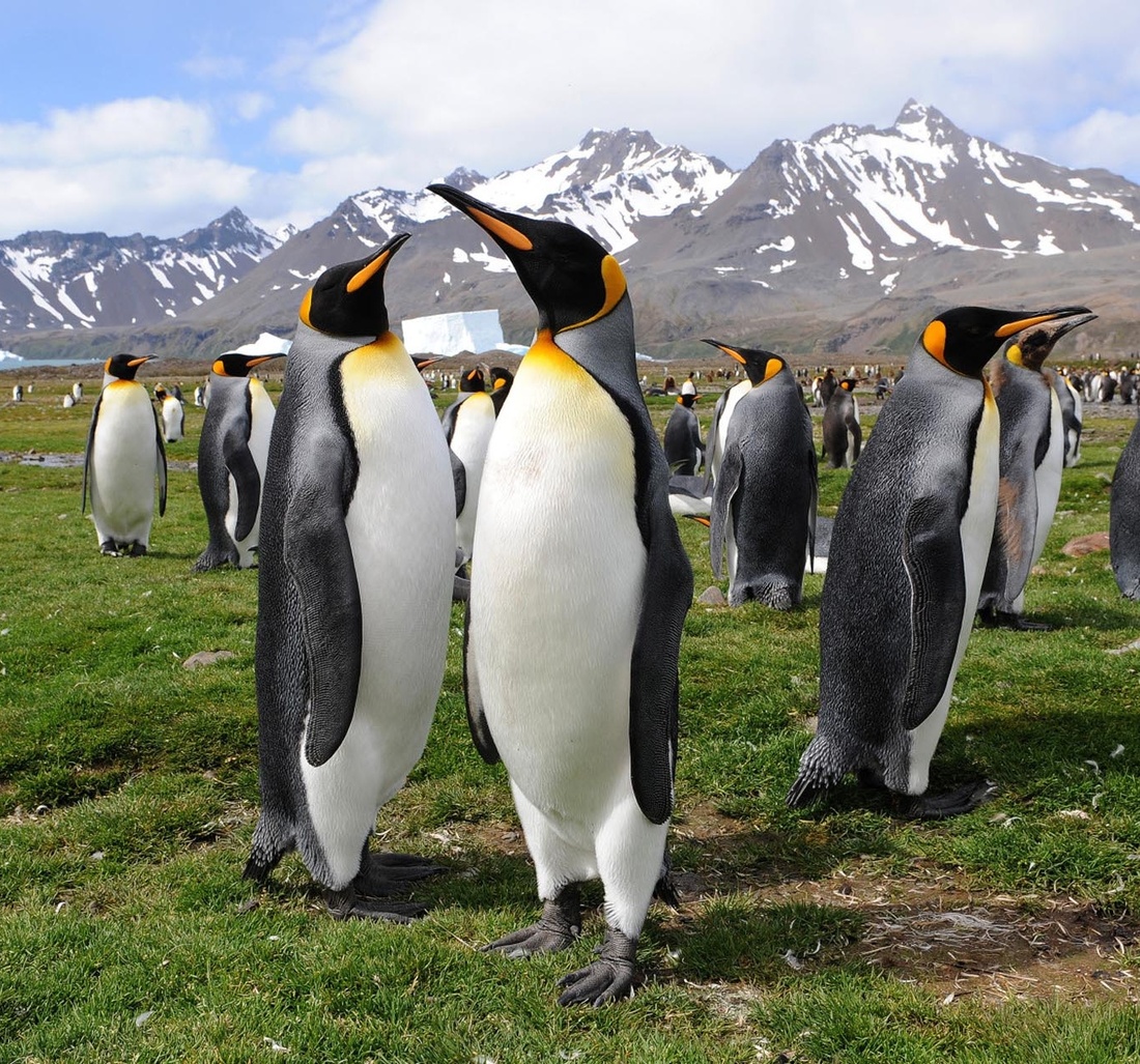 Viele Pinguine auf einer Wiese.