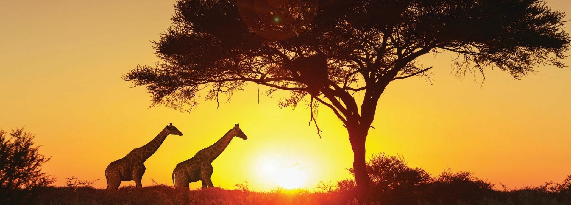 Zwei Giraffen in Afrika.