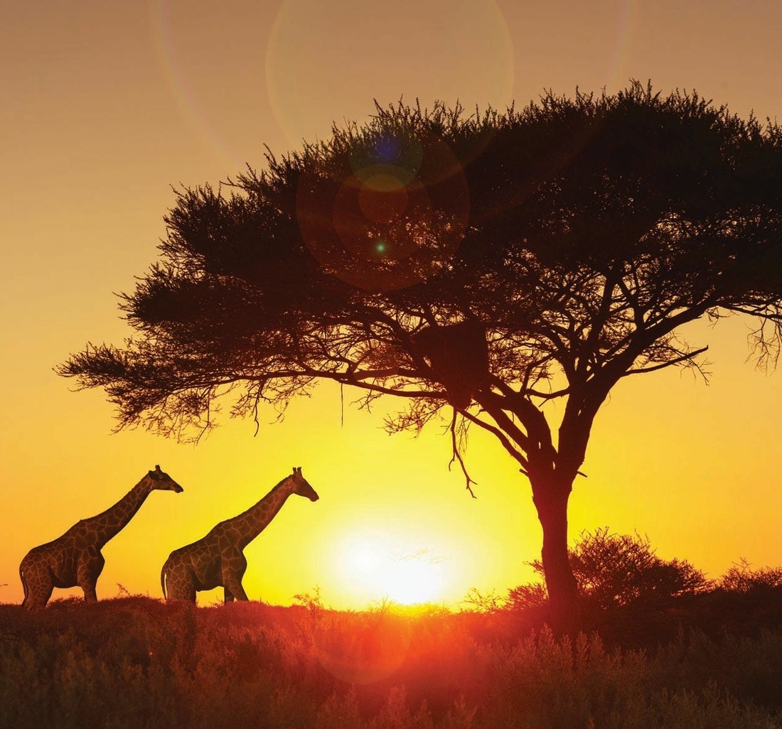 Zwei Giraffen in Afrika.