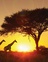 Zwei Giraffen in Afrika.