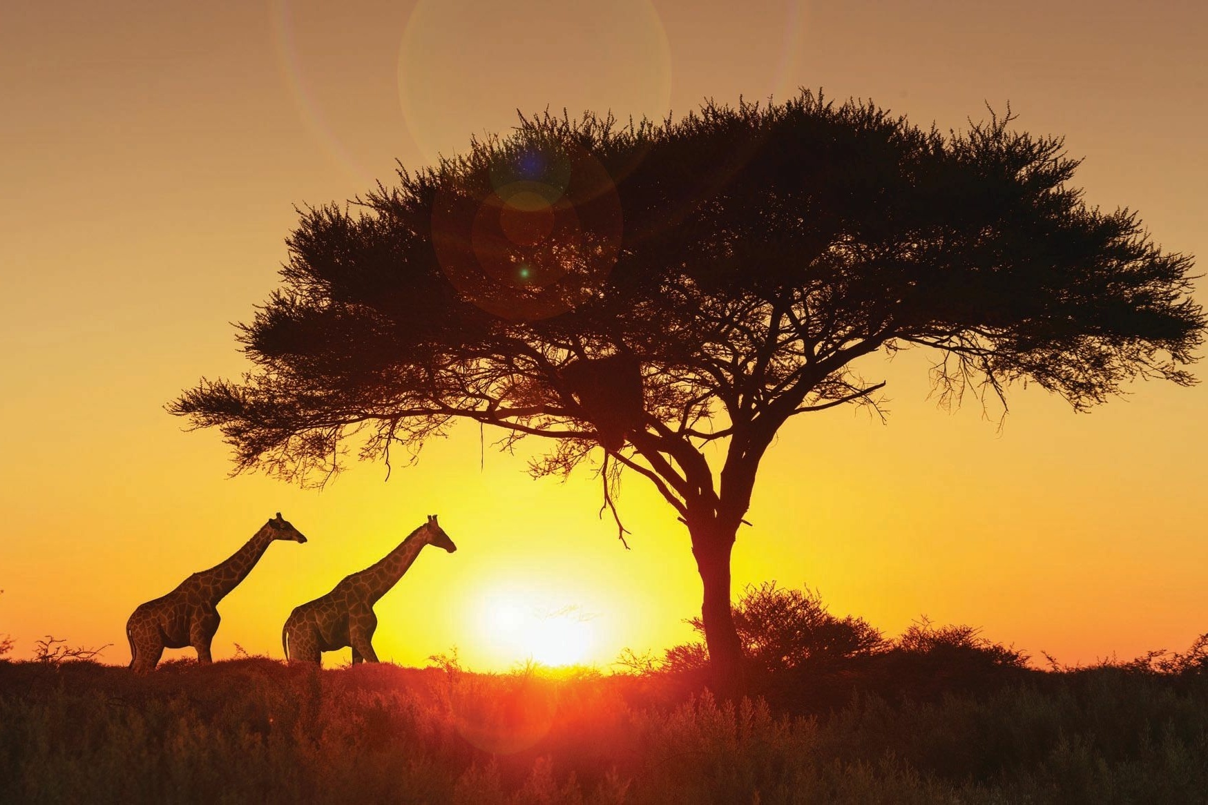 Zwei Giraffen in Afrika.