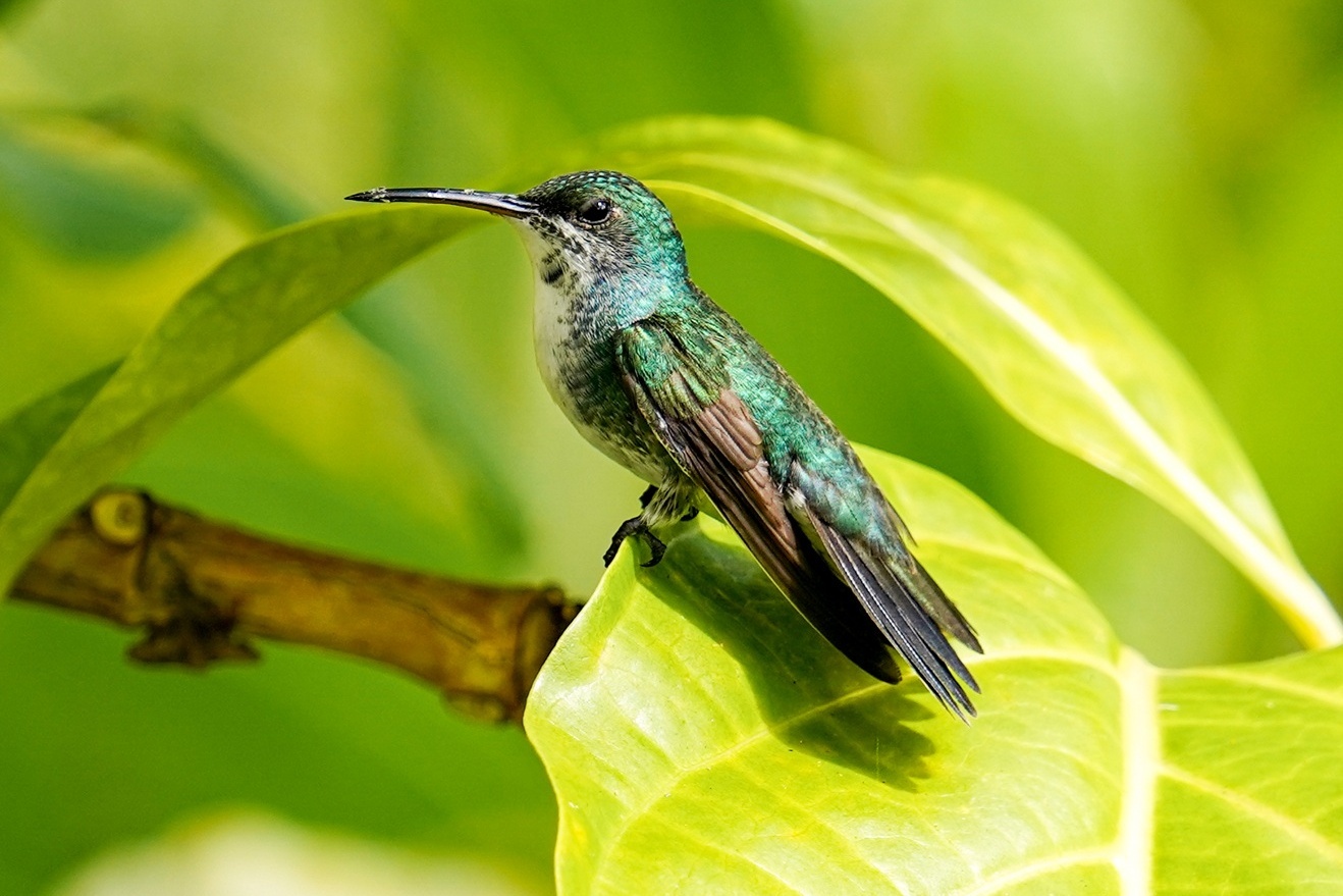 Colibri sitzt auf einem Blatt in Panama