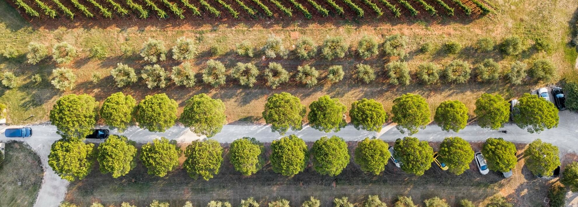 Bäume und Sträucher aus der Vogelperspektive.