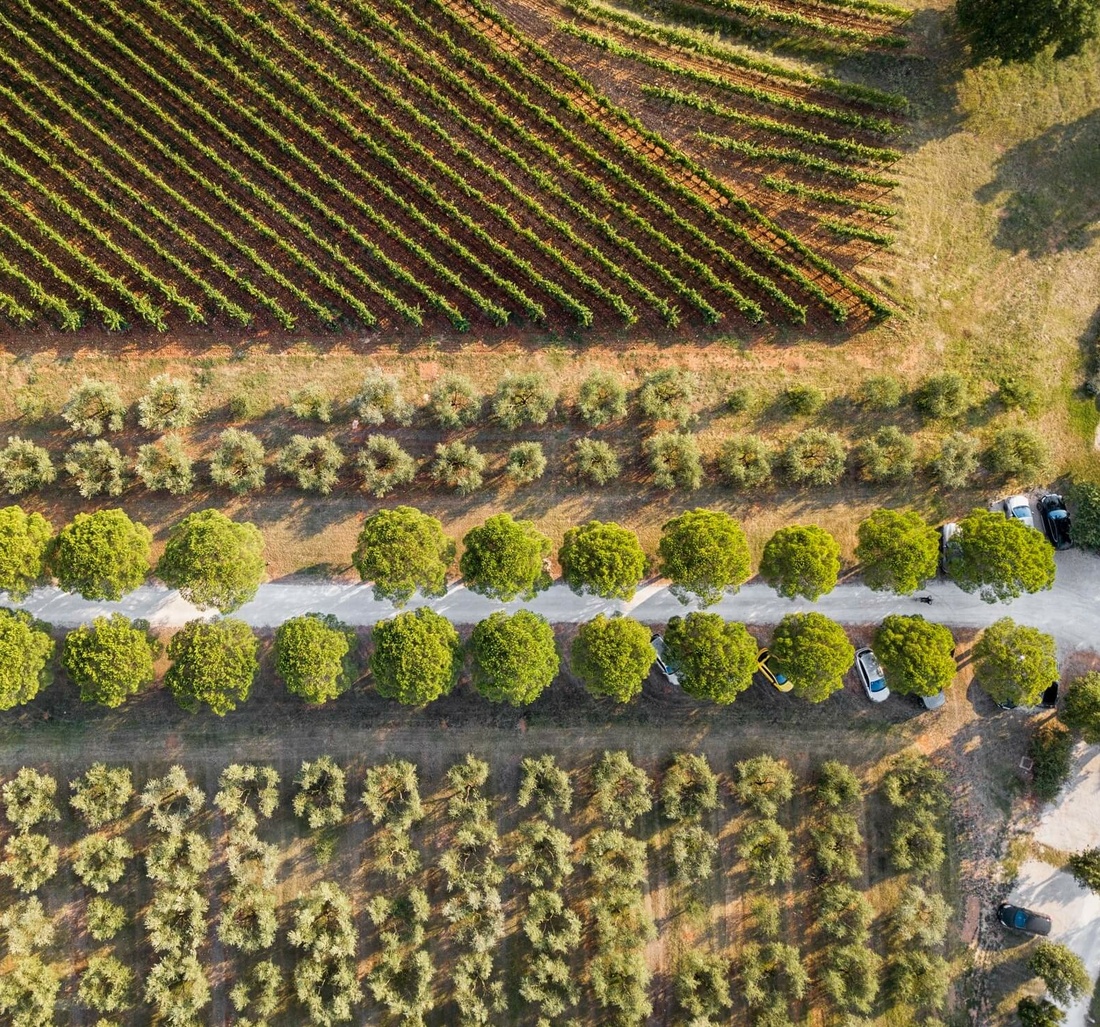 Bäume und Sträucher aus der Vogelperspektive.
