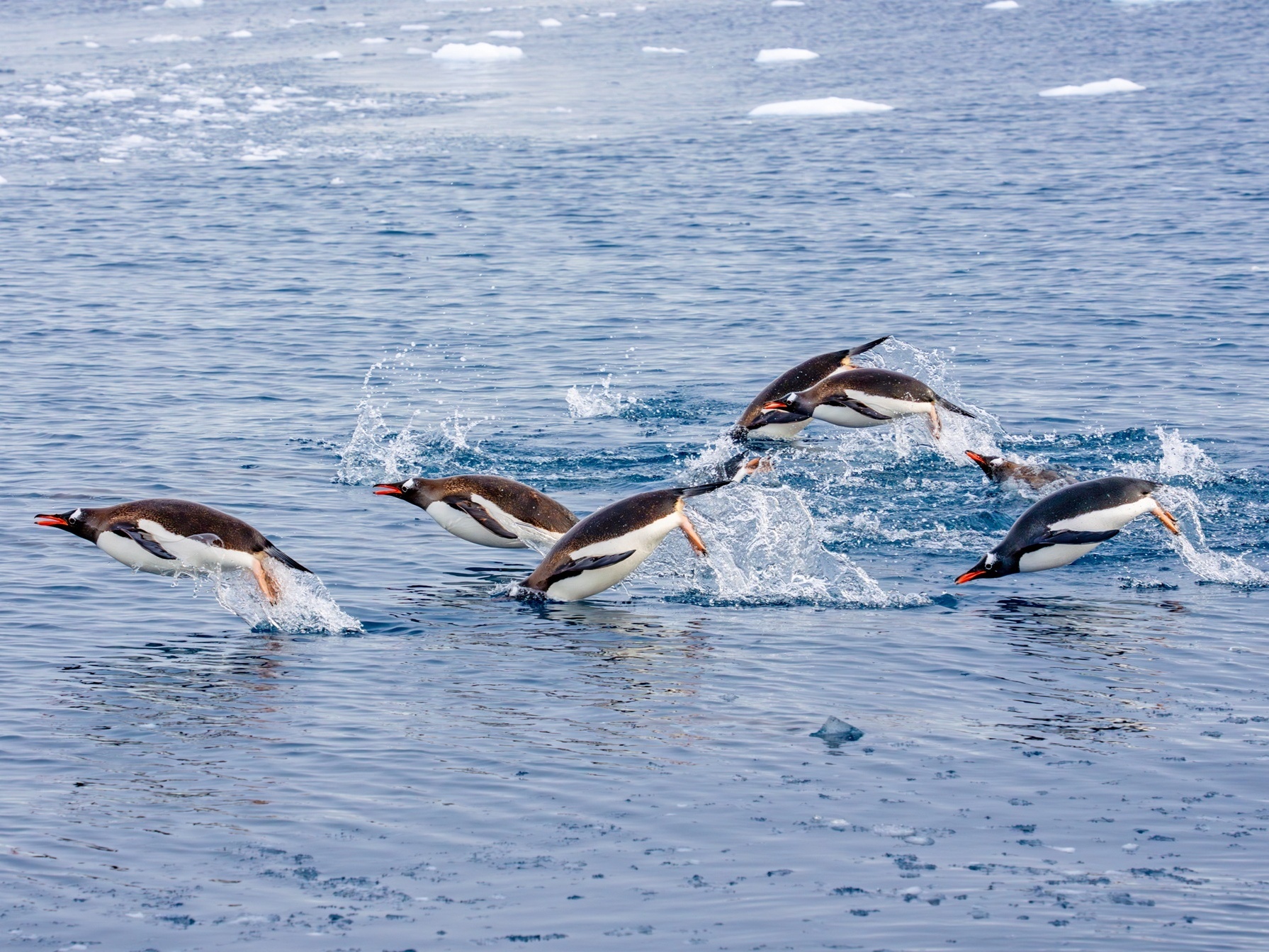 Pinguine im Wasser der Antarktis