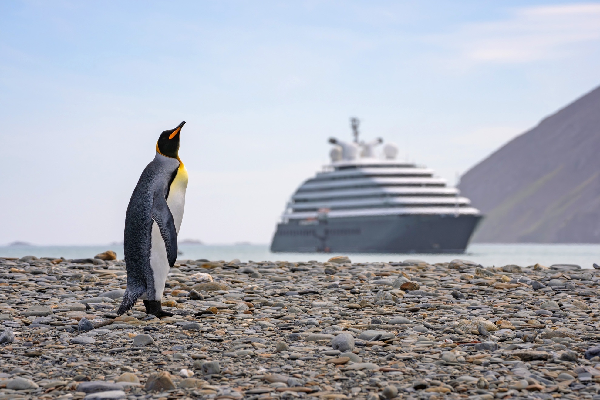 Pinguin in der Antartkis, im Hintergrund Scenic Cruises
