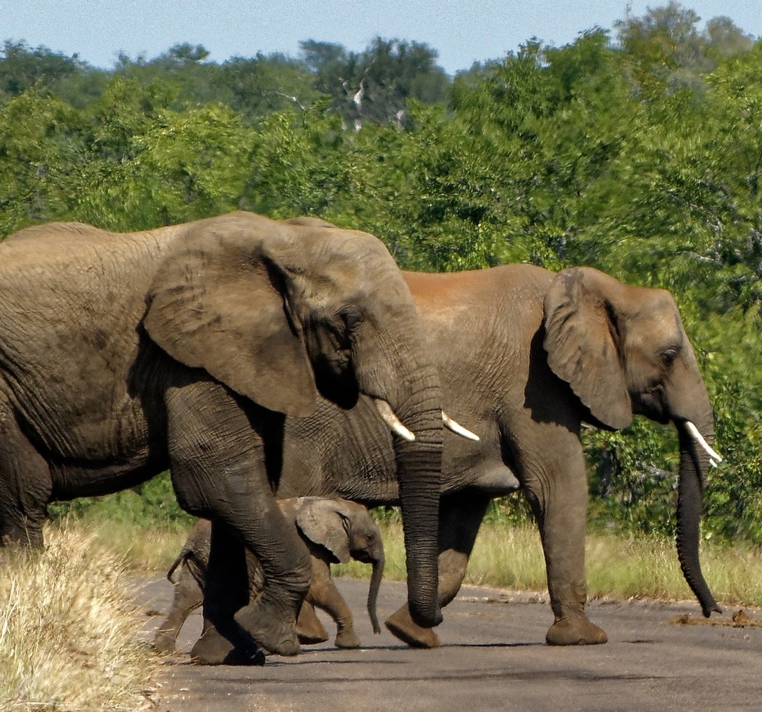 Südafrika Elefantenherde Krüger Nationalpark
