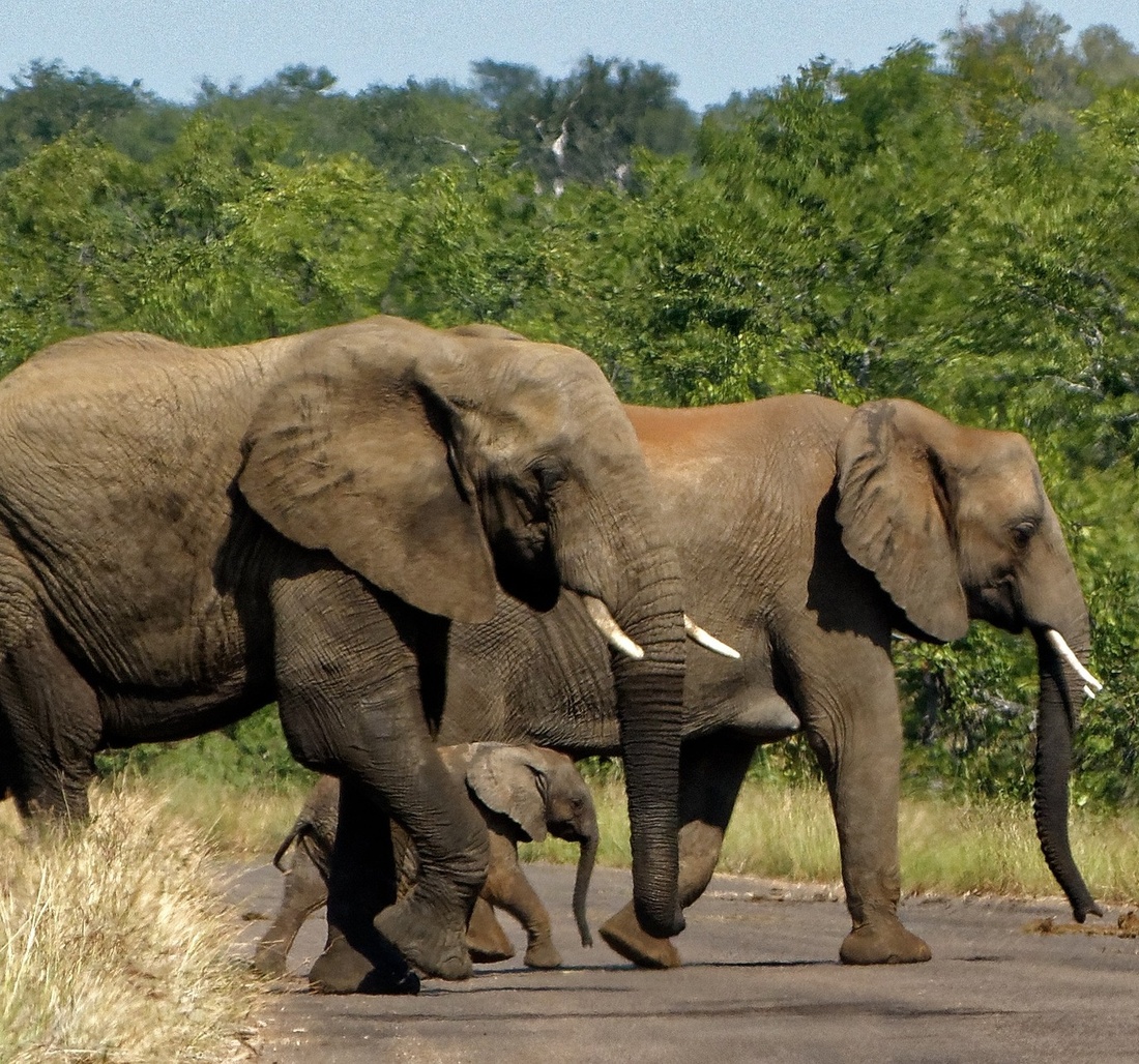 Südafrika Elefantenherde Krüger Nationalpark
