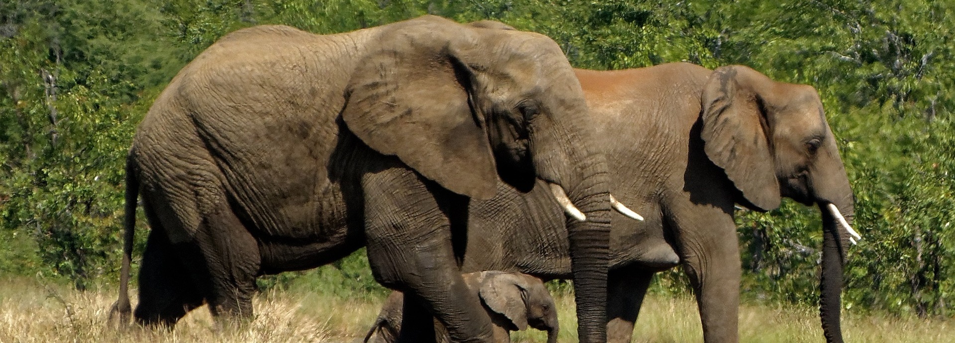 Südafrika Elefantenherde Krüger Nationalpark