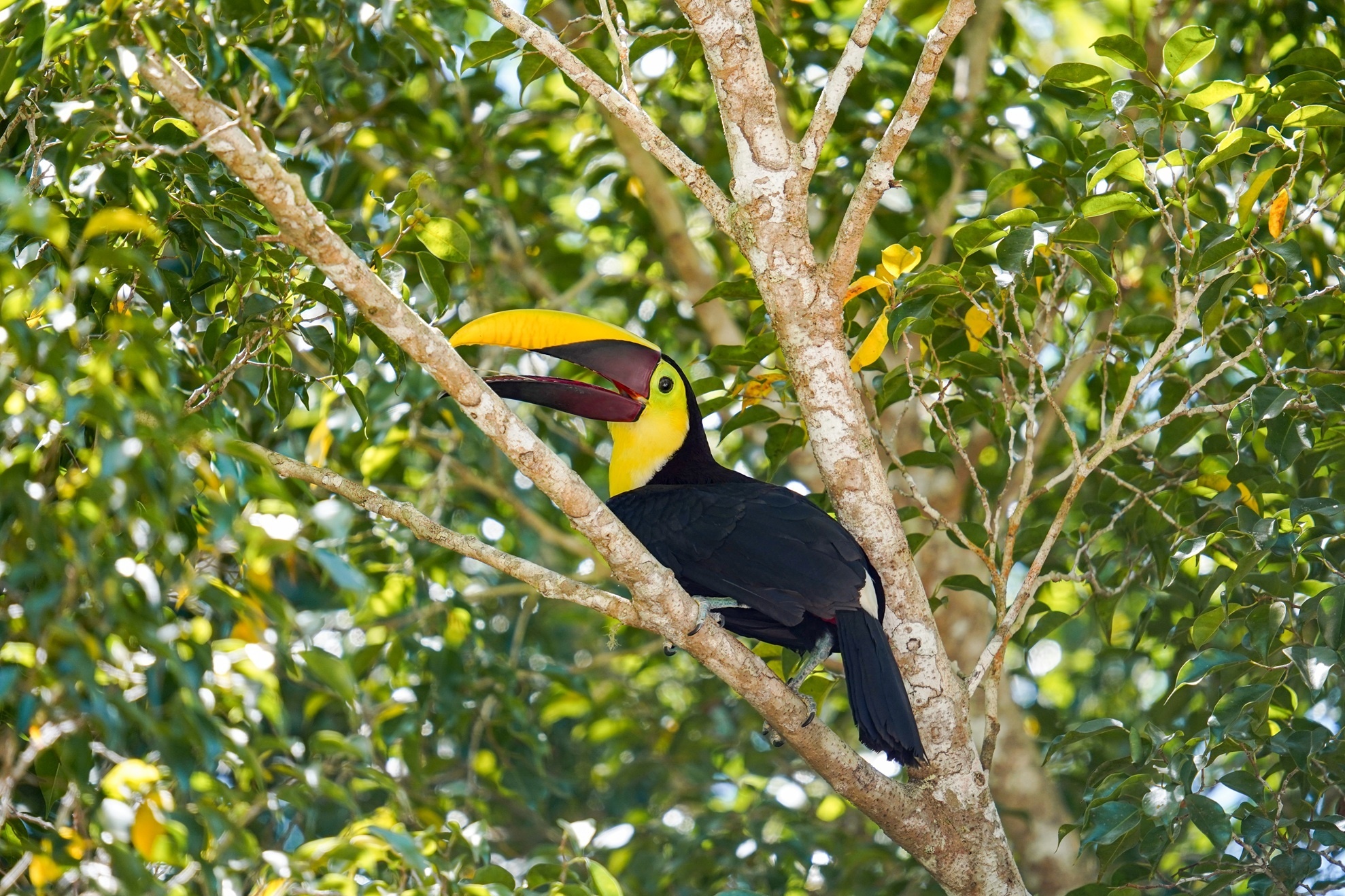 Tukan auf einem Baum in Costa Rica