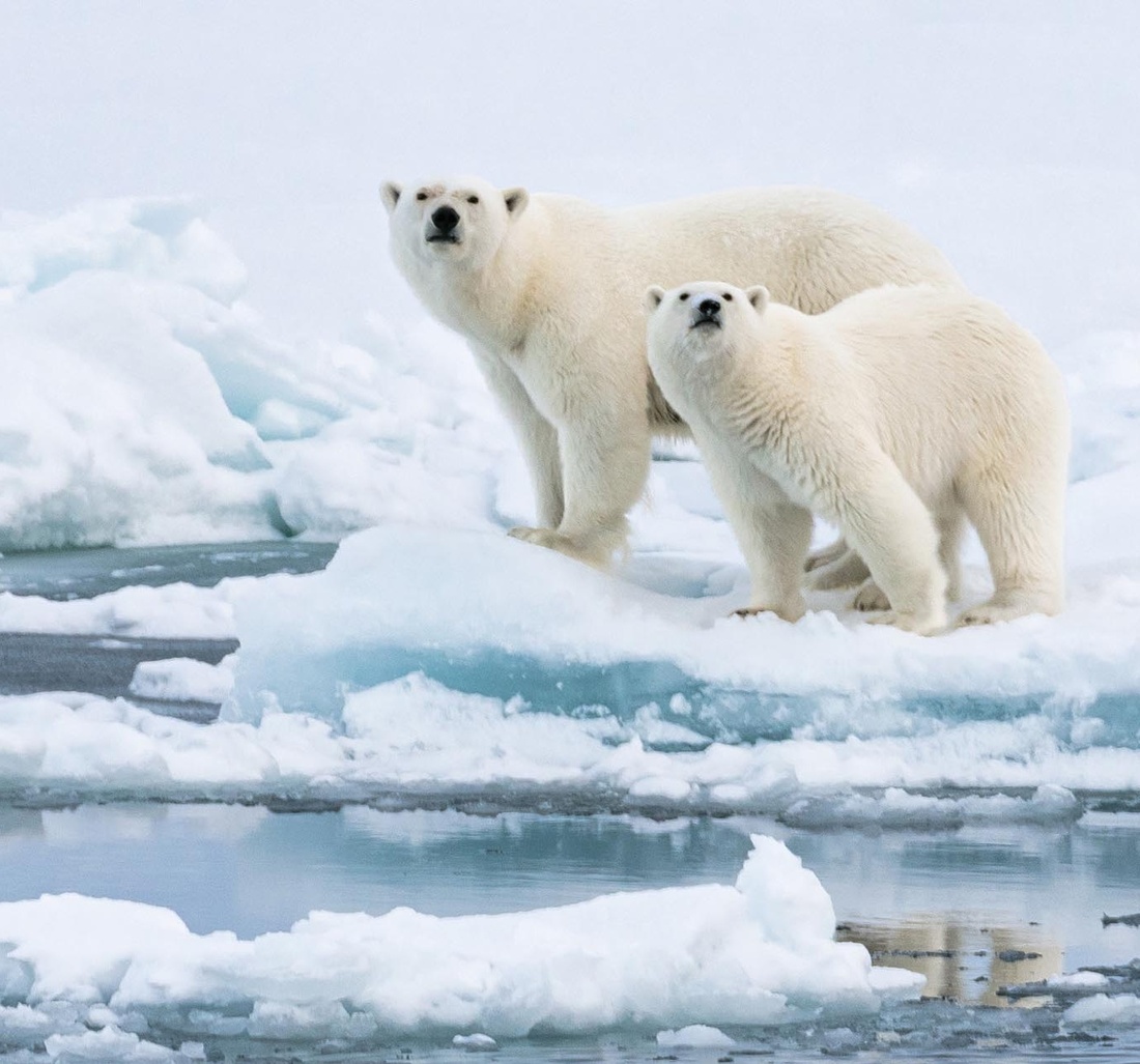 Zwei Eisbären im Schnee.
