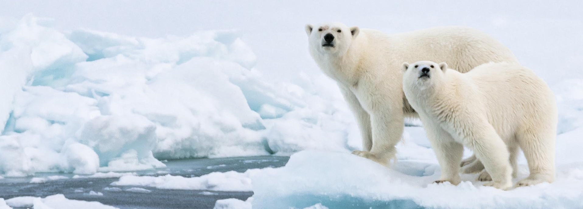 Zwei Eisbären im Schnee.