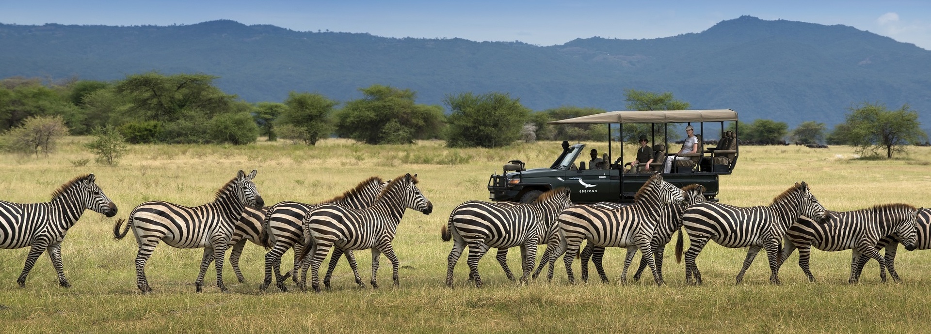 Personen in einem Jeep beobachten eine Zebra Herde.