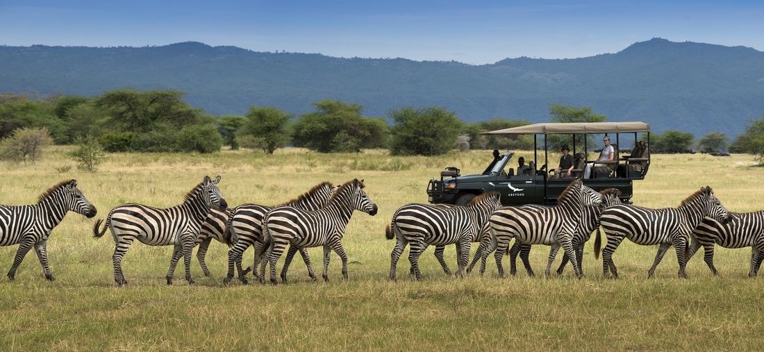 Personen in einem Jeep beobachten eine Zebra Herde.