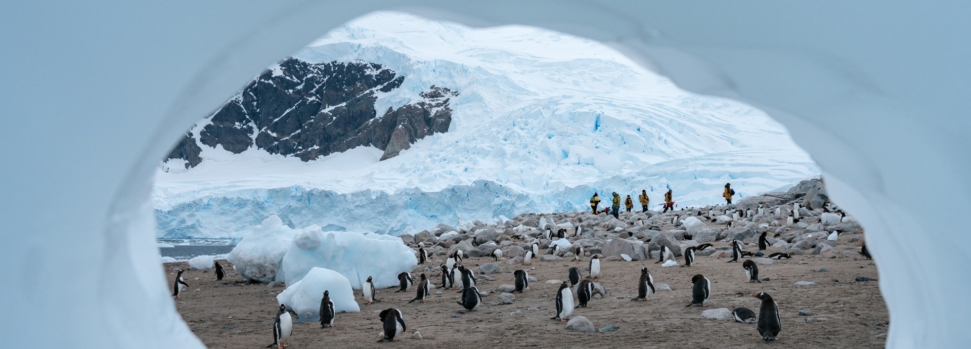 Pinguine in Neko Harbour in der Antarktis