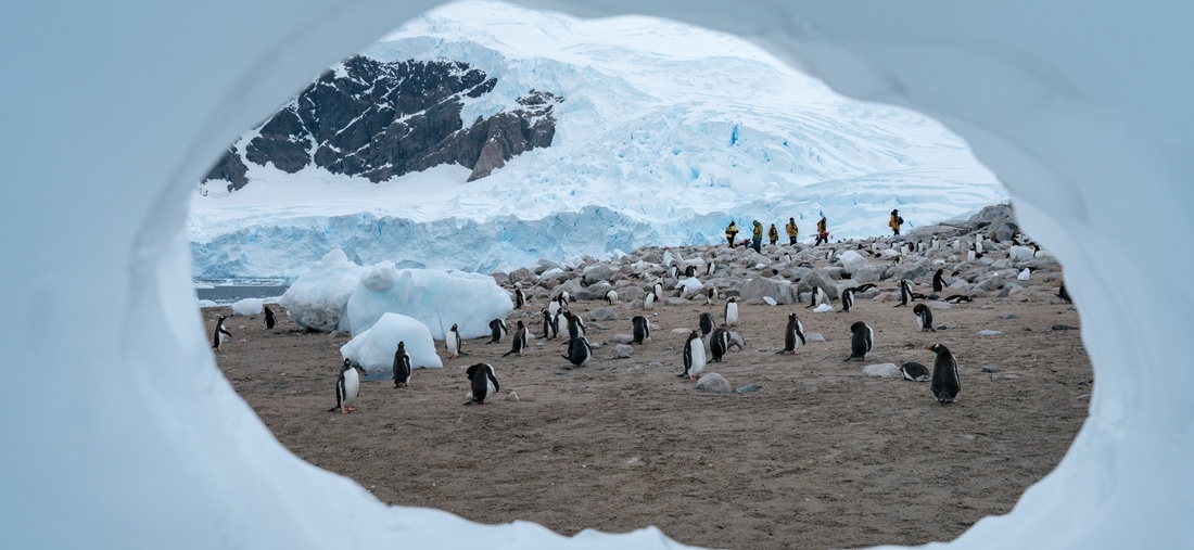 Pinguine in Neko Harbour in der Antarktis