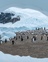 Pinguine in Neko Harbour in der Antarktis