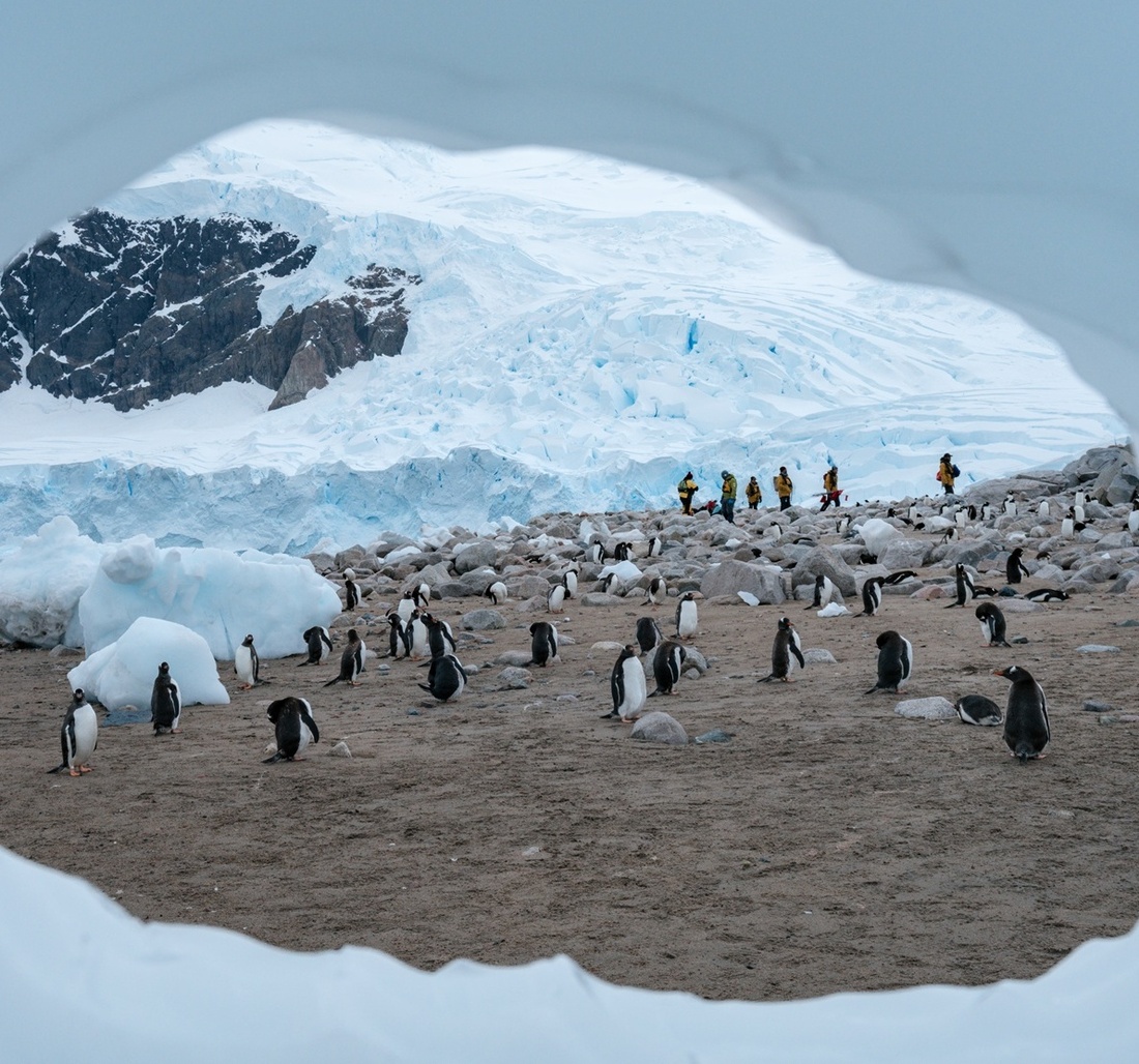 Pinguine in Neko Harbour in der Antarktis