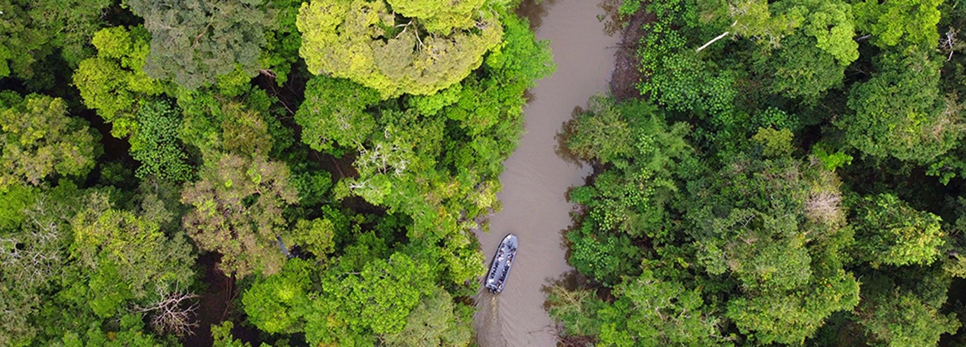 Bäume im Amazonas.