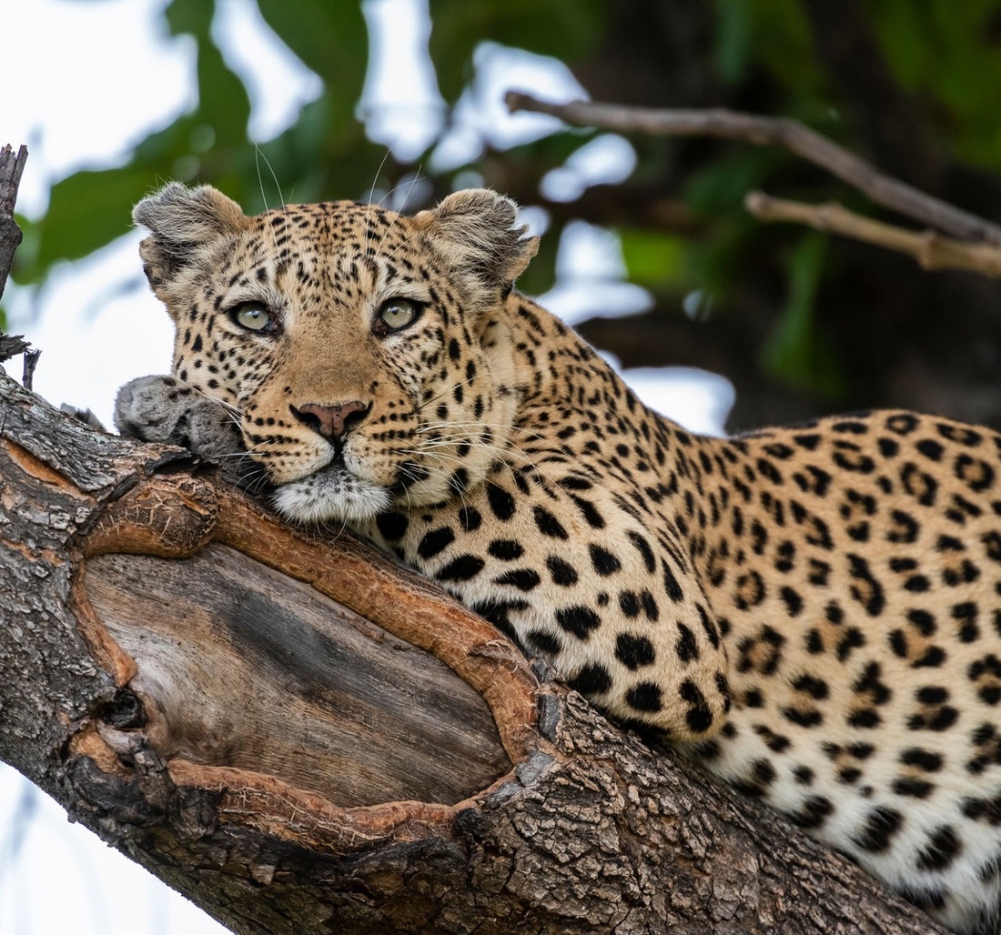 Ein Leopard auf einem Baum.