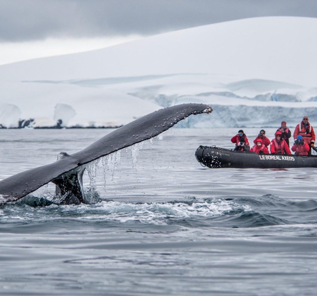 Personen auf einem Schlauchboot fotografieren eine Walflosse die aus dem Wasser ragt.