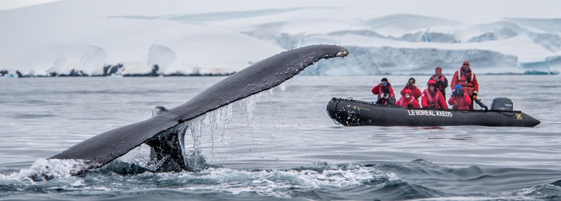 Personen auf einem Schlauchboot fotografieren eine Walflosse die aus dem Wasser ragt.