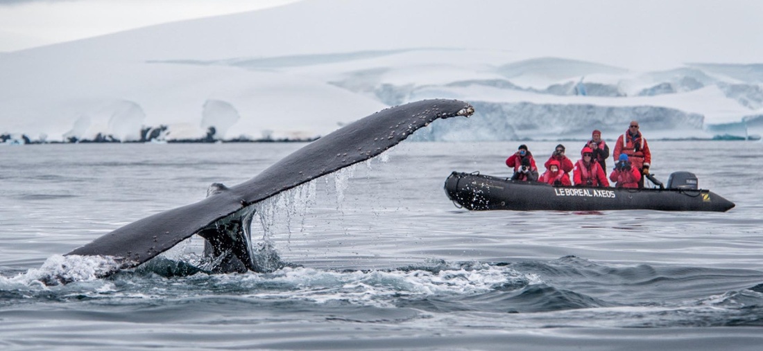 Personen auf einem Schlauchboot fotografieren eine Walflosse die aus dem Wasser ragt.