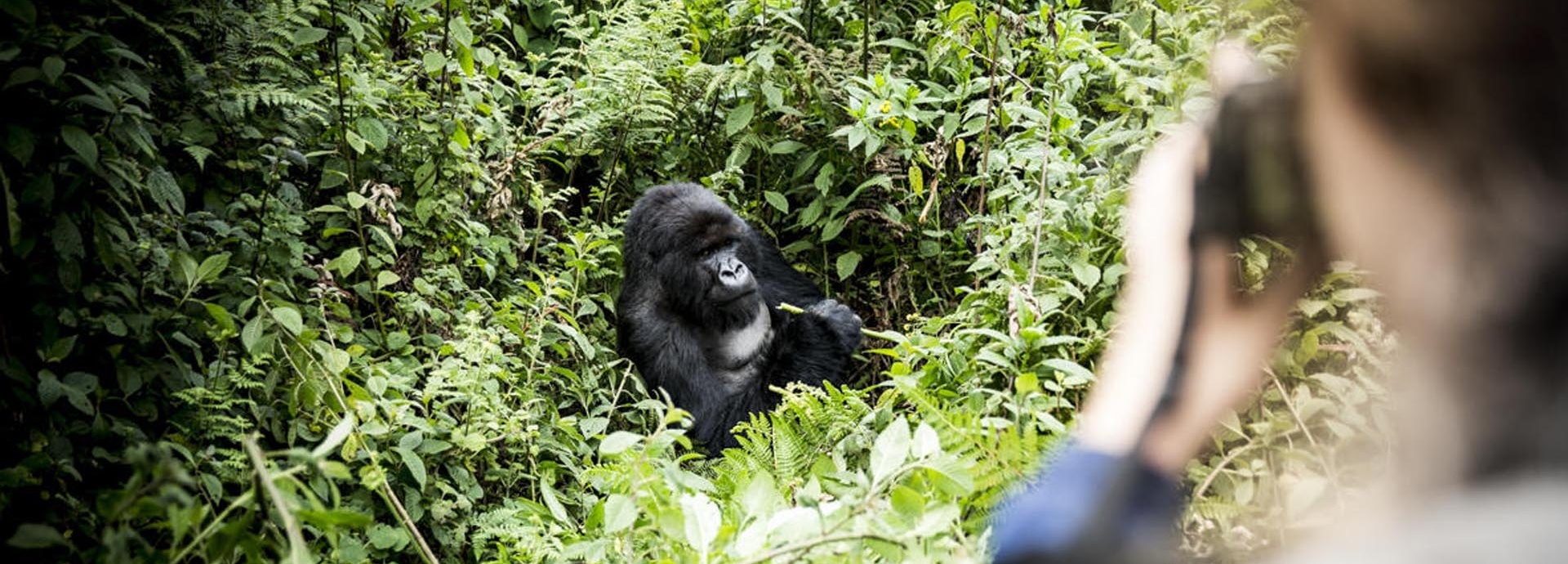 Eine Person fotografiert einen Gorilla.