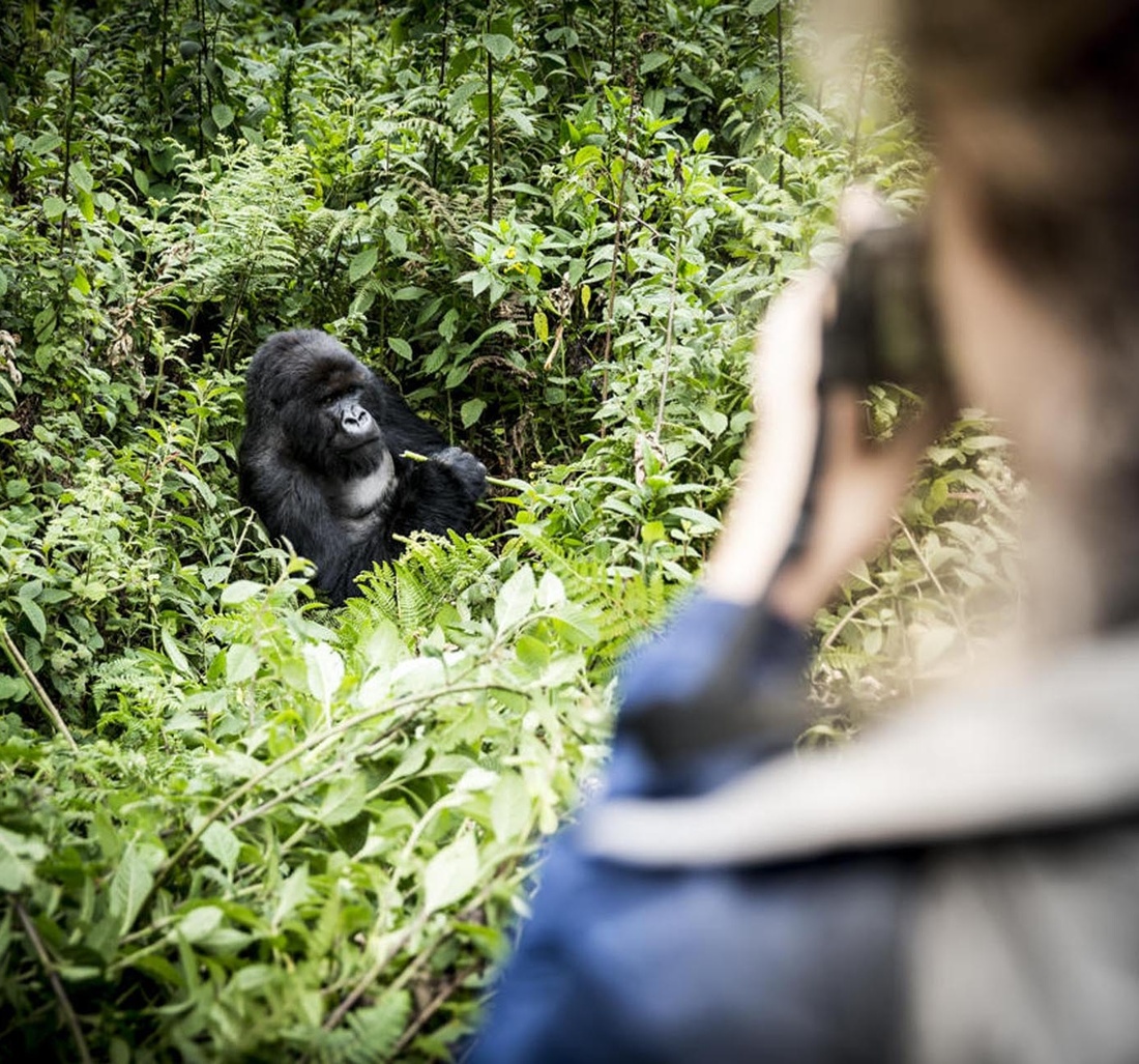 Eine Person fotografiert einen Gorilla.
