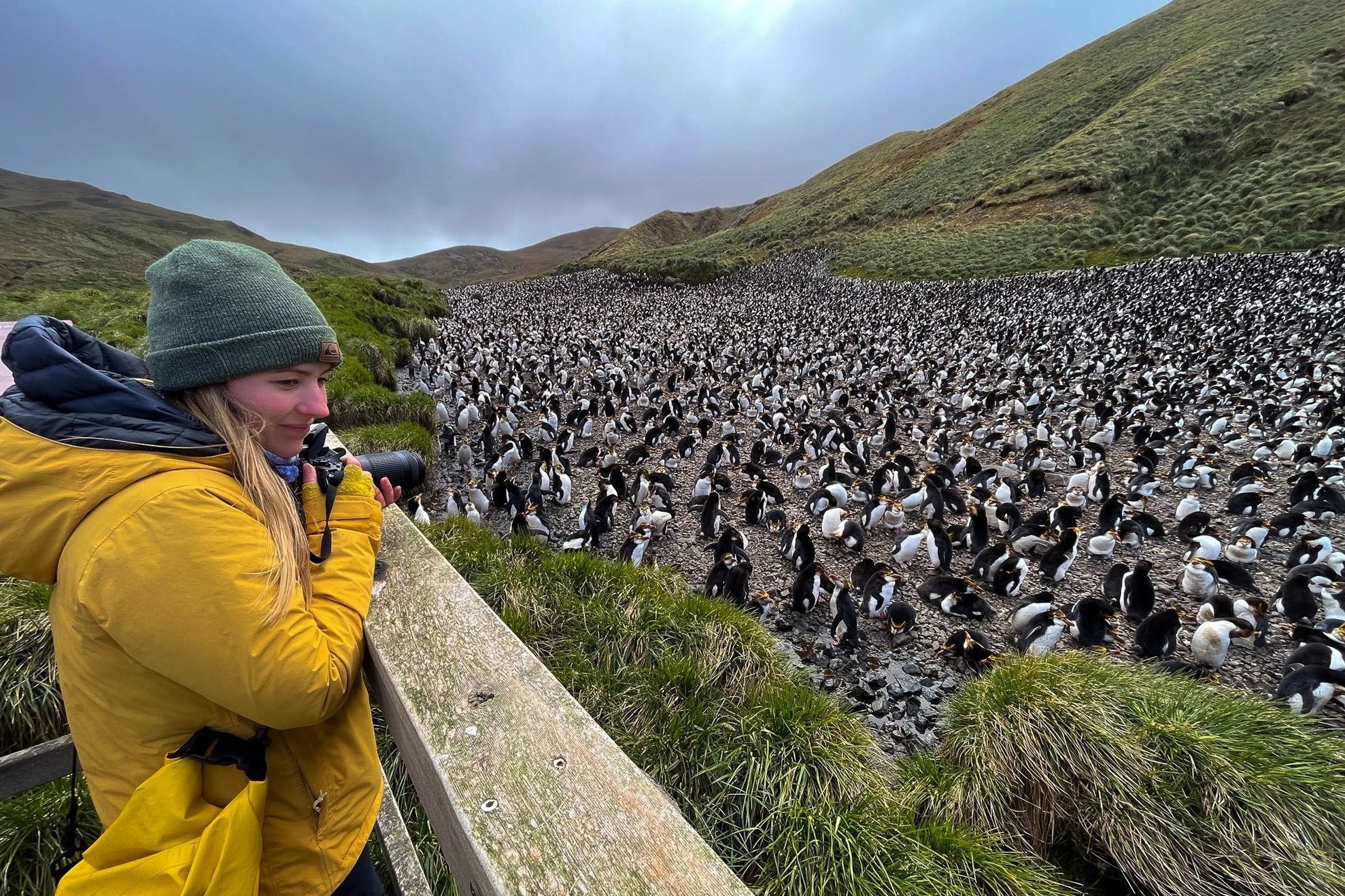 Pinguinkolonie auf Macquarie Island