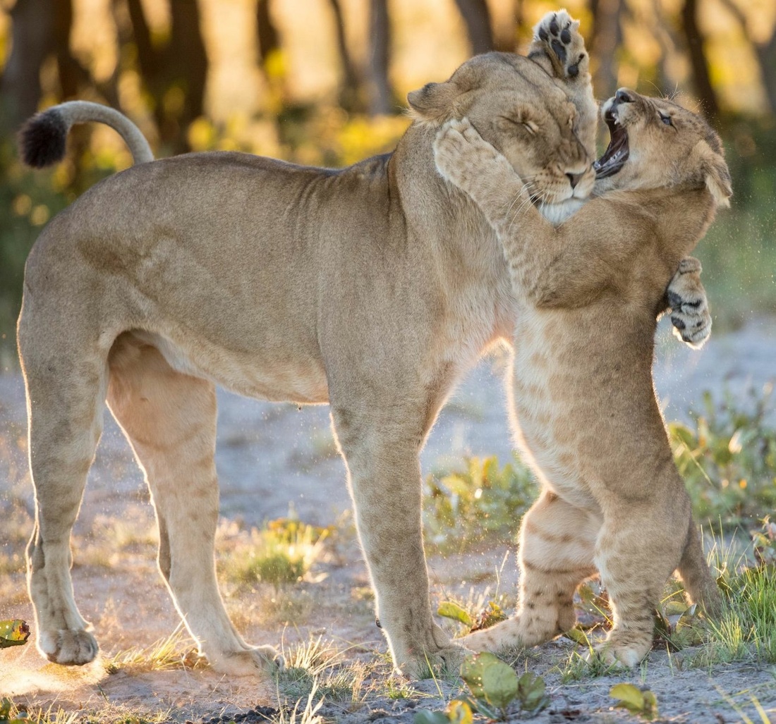 Ein Löwenbaby kämpft mit seiner Mutter.