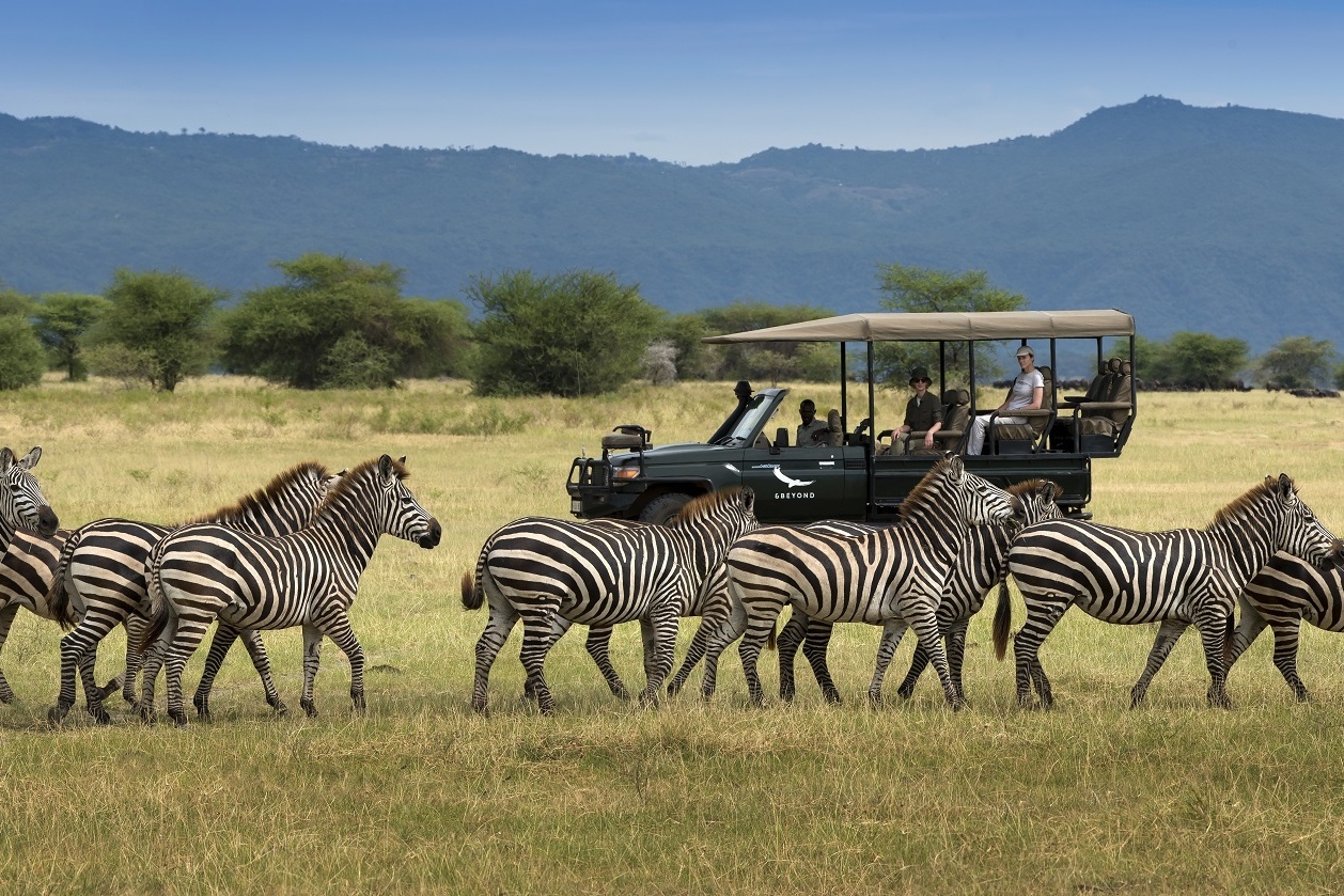 Personen in einem Jeep beobachten eine Zebra Herde.