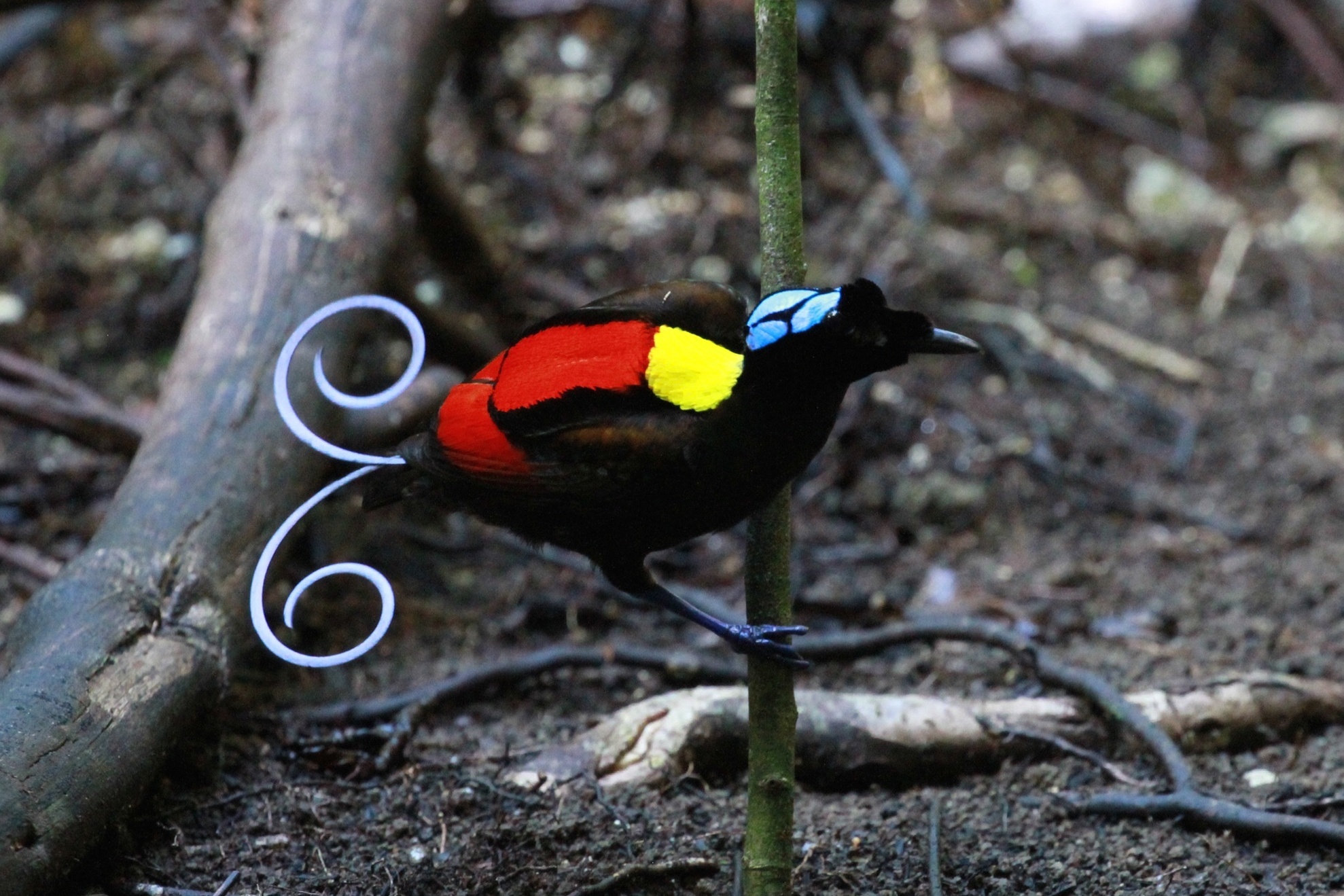 Paradiesvogel
